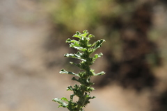 Amaranthus dinteri
