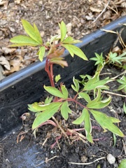 Lamprocapnos spectabilis