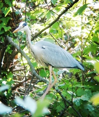 Ardea cinerea