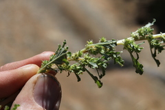Amaranthus dinteri