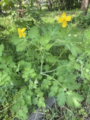 Chelidonium majus