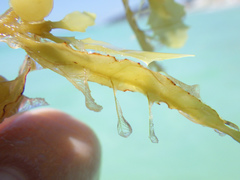 Aglaophenia latecarinata