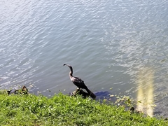 Anhinga anhinga