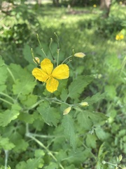 Chelidonium majus