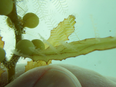 Aglaophenia latecarinata