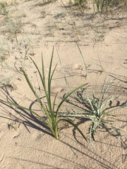 Anticlea elegans glauca