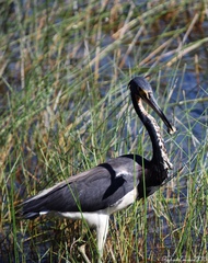 Egretta tricolor image