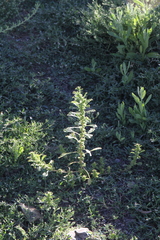 Amaranthus dinteri