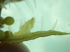 Aglaophenia latecarinata