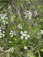 Bifora