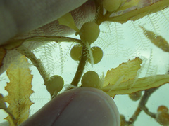 Aglaophenia latecarinata