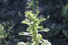 Amaranthus dinteri