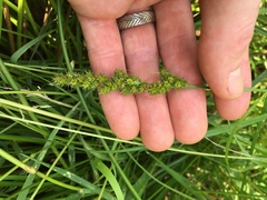 Carex vulpinoidea