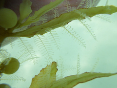 Aglaophenia latecarinata