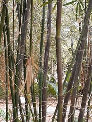 Gigantochloa atter