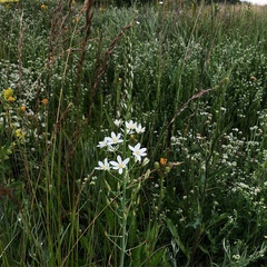 Ornithogalum pyramidale