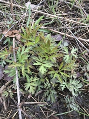 Polytaenia nuttallii