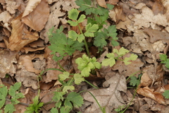 Peronospora ranunculi
