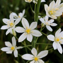 Ornithogalum pyramidale