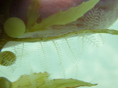 Aglaophenia latecarinata