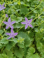 Campanula fenestrellata fenestrellata