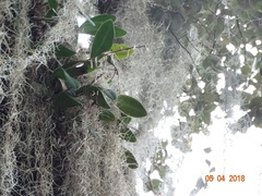 Pleurothallis quadrifida