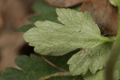 Peronospora ranunculi