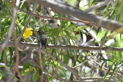 Cynanthus latirostris