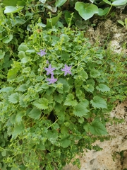 Campanula fenestrellata fenestrellata