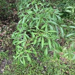 Sambucus canadensis