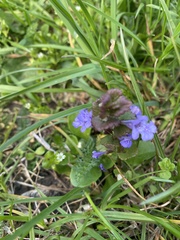 Glechoma hederacea