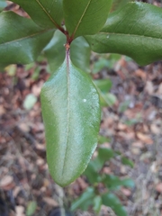 Escallonia pulverulenta