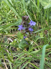 Glechoma hederacea