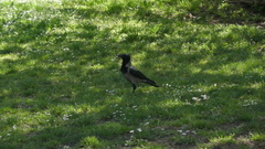 Corvus cornix