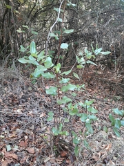 Escallonia pulverulenta