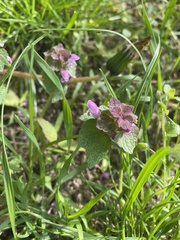 Lamium purpureum