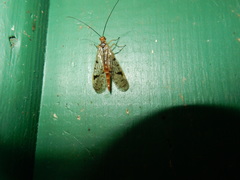 Mecoptera