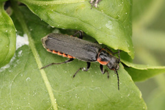Cantharis pulicaria