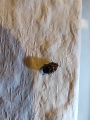 Anthrenus scrophulariae