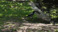 Corvus cornix