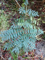 Sophora macrocarpa
