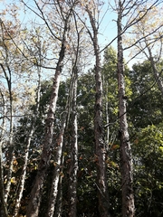 Nothofagus glauca