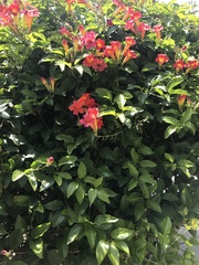 Amphilophium buccinatorium