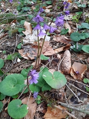 Soldanella montana