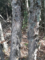 Nothofagus glauca