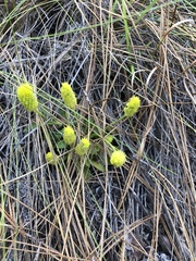 Polygala nana