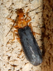 Podabrus fayi