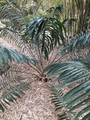 Encephalartos laurentianus