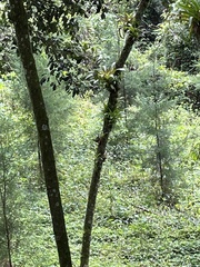 Sittasomus griseicapillus