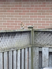 Tamiasciurus hudsonicus